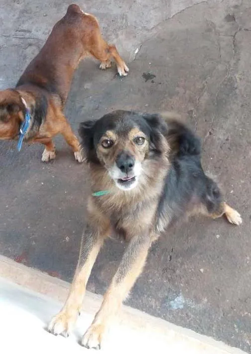 Cachorro ra a Vira lata idade 2 anos nome Pica pau