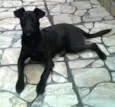 Cachorro raça Vira-lata idade 2 a 6 meses nome Zeus