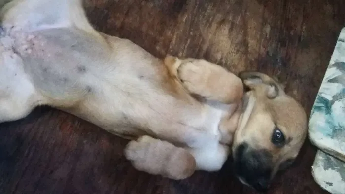 Cachorro raça indefinida idade 2 a 6 meses nome Lindinha