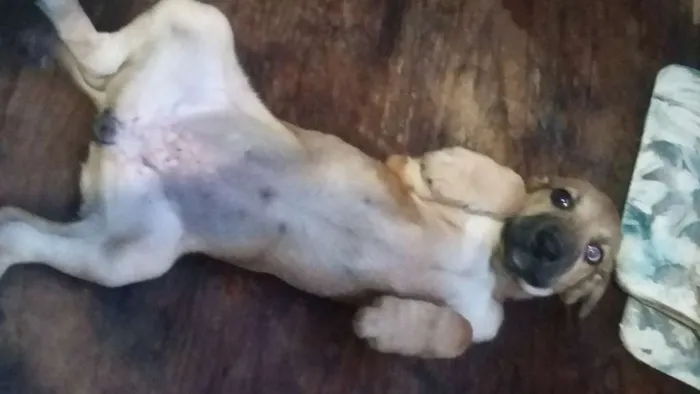 Cachorro raça indefinida idade 2 a 6 meses nome Lindinha