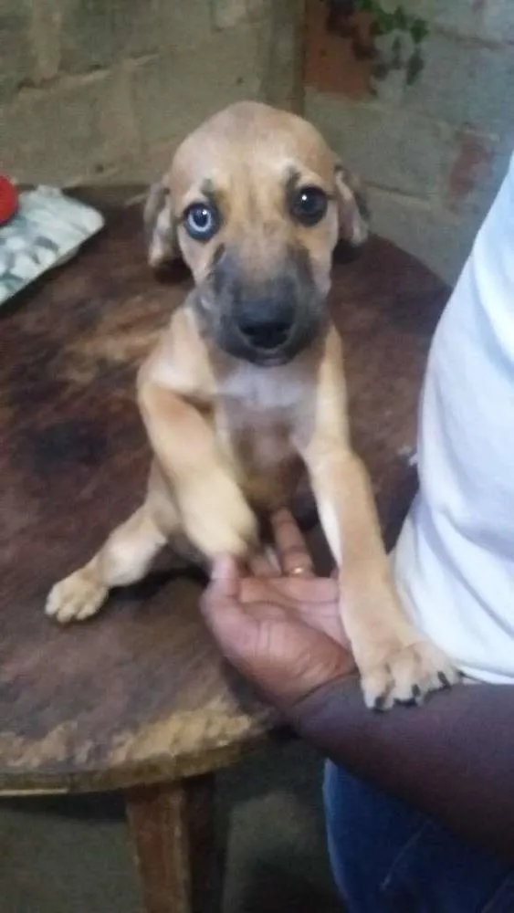Cachorro raça indefinida idade 2 a 6 meses nome Lindinha