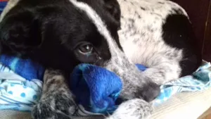 Cachorro raça SRD idade 2 a 6 meses nome Não sei 