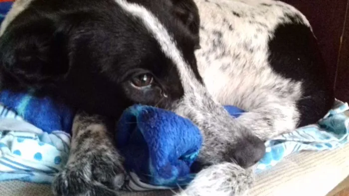 Cachorro raça SRD idade 2 a 6 meses nome Não sei 