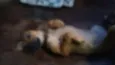 Docinho