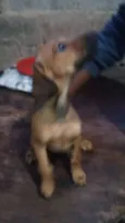Docinho