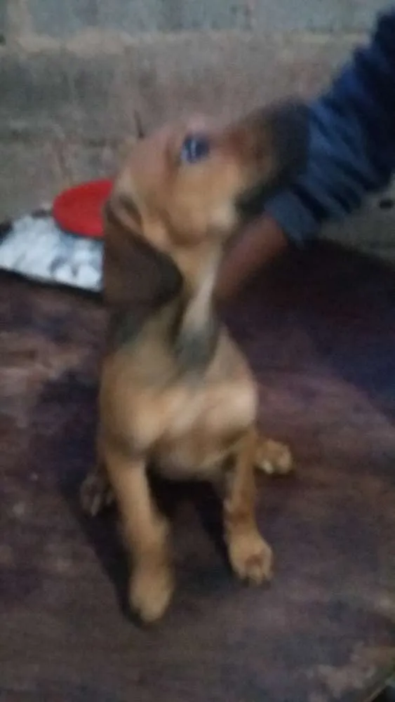 Cachorro raça indefinida idade 2 a 6 meses nome Docinho