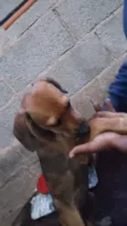 Docinho
