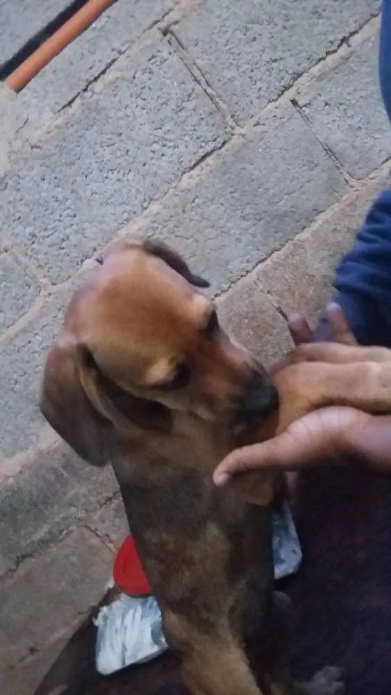 Cachorro raça indefinida idade 2 a 6 meses nome Docinho