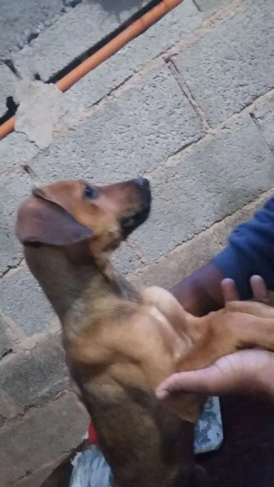 Cachorro raça indefinida idade 2 a 6 meses nome Docinho