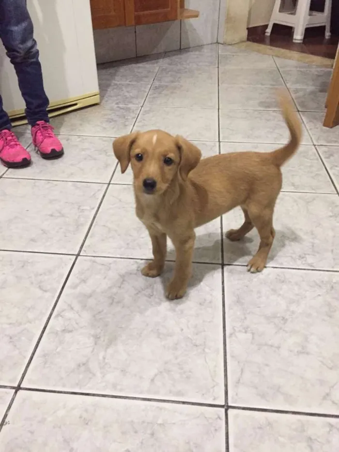 Cachorro ra a SRD idade 2 a 6 meses nome Mel