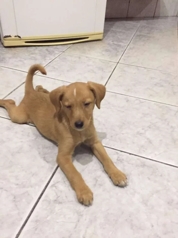 Cachorro ra a SRD idade 2 a 6 meses nome Mel