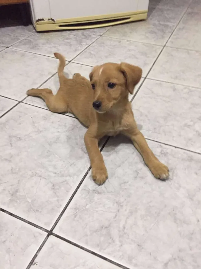 Cachorro ra a SRD idade 2 a 6 meses nome Mel