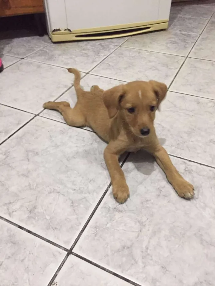 Cachorro ra a SRD idade 2 a 6 meses nome Mel