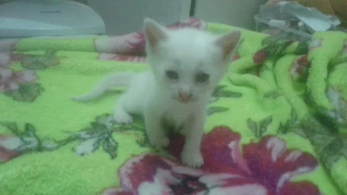 Gato raça Albino idade Abaixo de 2 meses nome Sem Nome