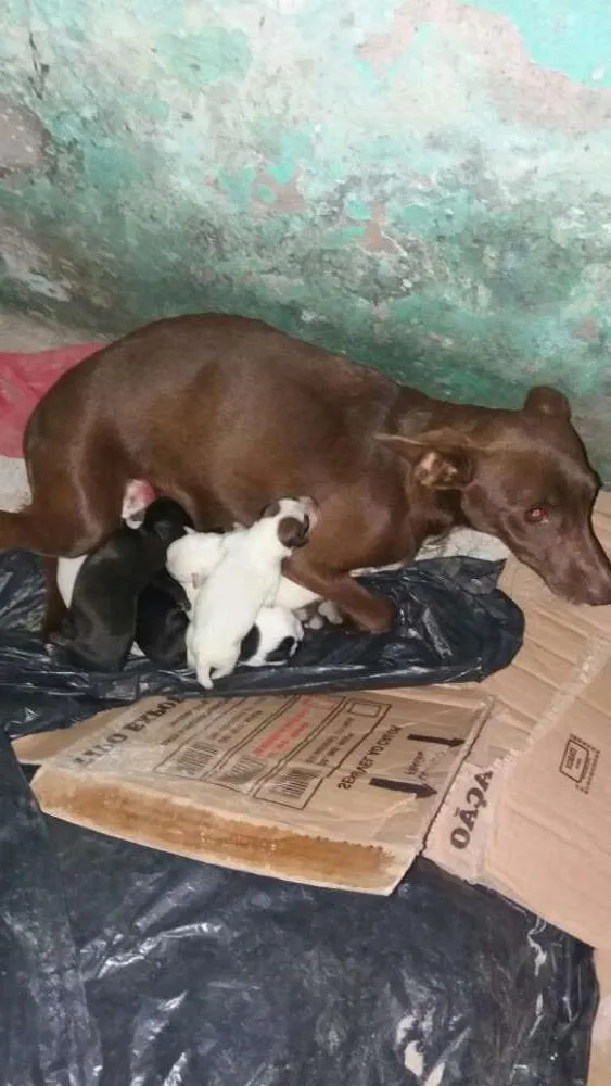 Cachorro raça Sem raça definida idade Abaixo de 2 meses nome Filhotes