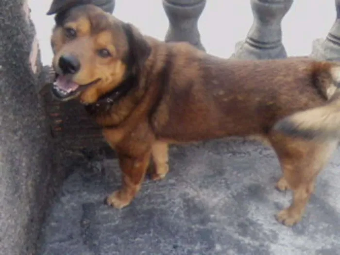 Cachorro ra a Srd idade 6 ou mais anos nome Nao sei o nome