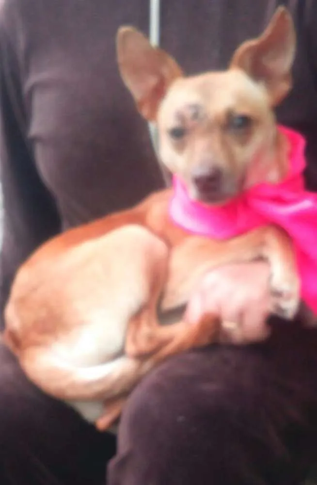 Cachorro raça SRD idade 7 a 11 meses nome Meg