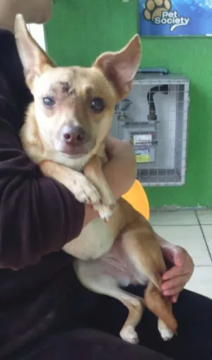 Cachorro raça SRD idade 7 a 11 meses nome Meg