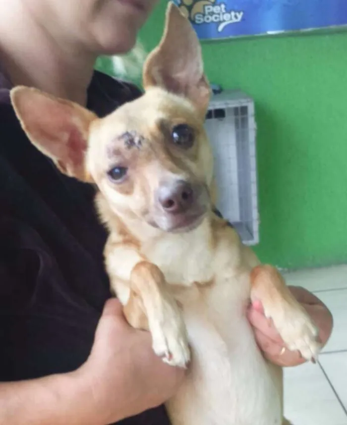 Cachorro raça SRD idade 7 a 11 meses nome Meg