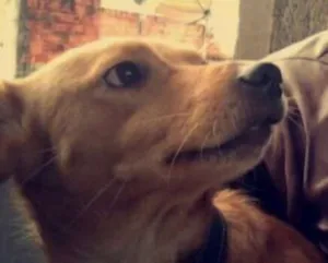 Cachorro raça Vira Lata idade 5 anos nome Mel 