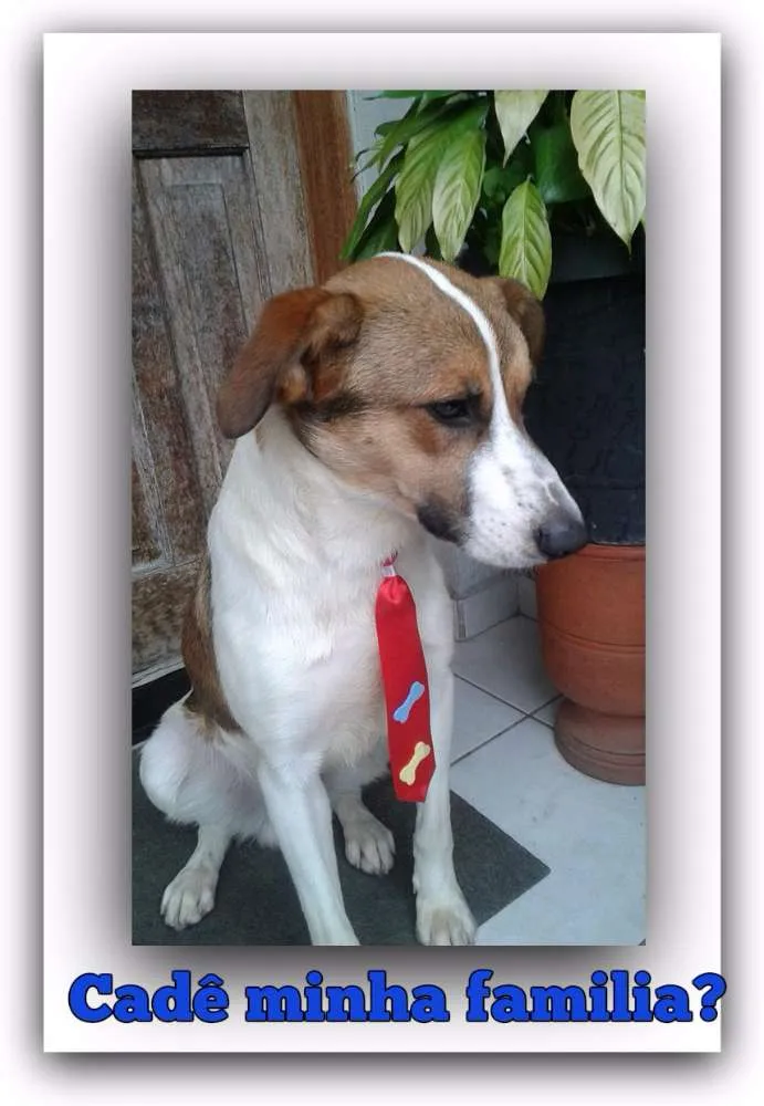 Cachorro ra a SRD idade  nome Não tem