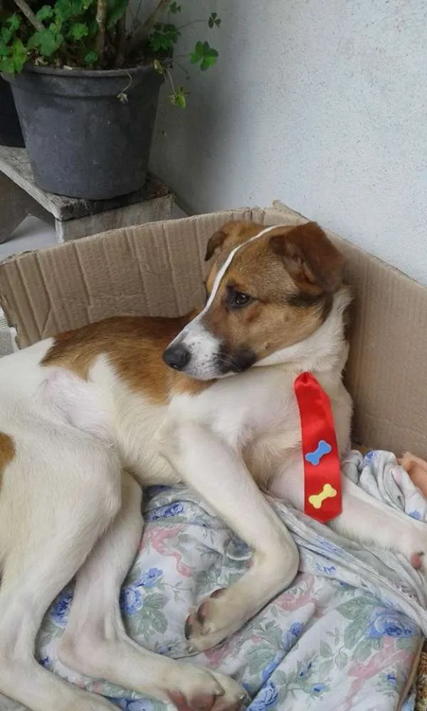 Cachorro ra a SRD idade  nome Não tem