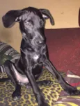 Neguinho