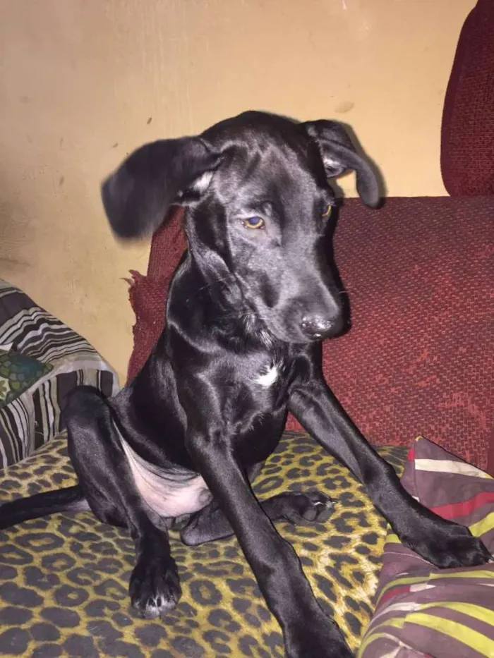Cachorro ra a Vira-Lata idade 2 a 6 meses nome Neguinho