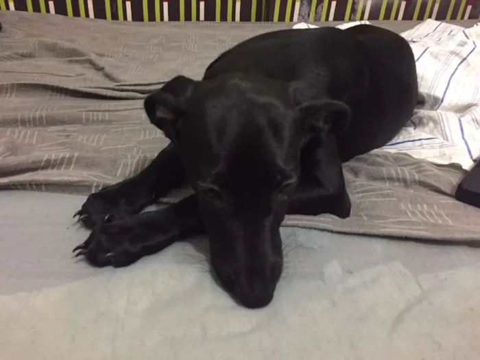 Cachorro ra a Vira-Lata idade 2 a 6 meses nome Neguinho