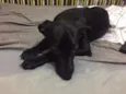 Neguinho