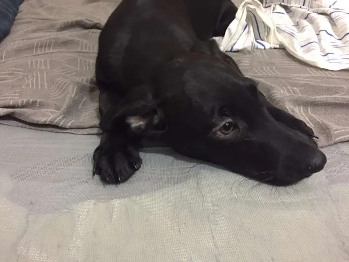 Cachorro ra a Vira-Lata idade 2 a 6 meses nome Neguinho