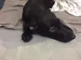 Neguinho