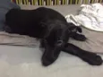 Neguinho