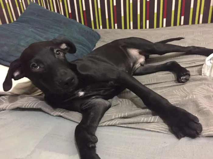 Cachorro ra a Vira-Lata idade 2 a 6 meses nome Neguinho