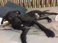 Neguinho