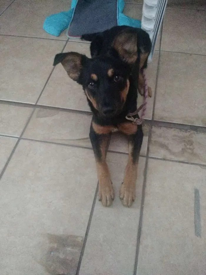 Cachorro ra a Sem raça idade 7 a 11 meses nome Pérola