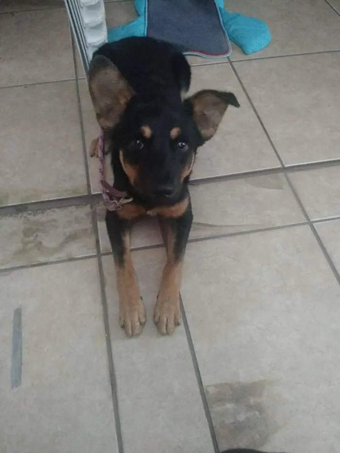 Cachorro ra a Sem raça idade 7 a 11 meses nome Pérola