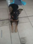 Pérola