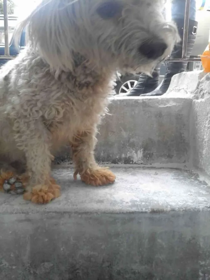Cachorro ra a Poodle idade 1 ano nome Não sei