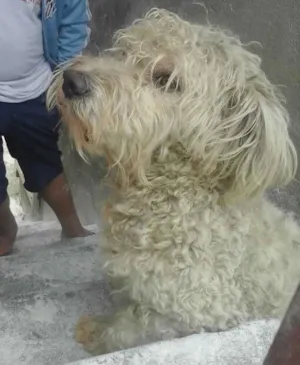 Cachorro raça Poodle idade 1 ano nome Não sei