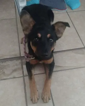 Cachorro raça Sem raça idade 7 a 11 meses nome Pérola