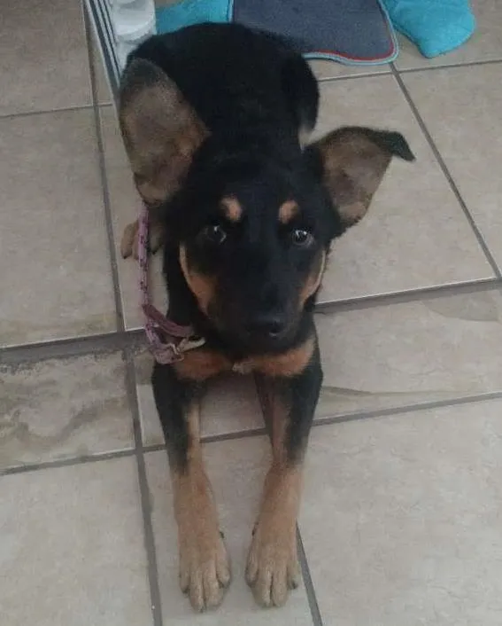 Cachorro ra a Sem raça idade 7 a 11 meses nome Pérola