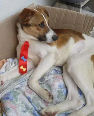 Cachorro raça SRD idade  nome Não tem