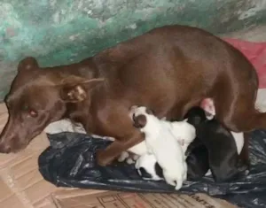 Cachorro raça Sem raça definida idade Abaixo de 2 meses nome Filhotes