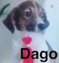 DAGO
