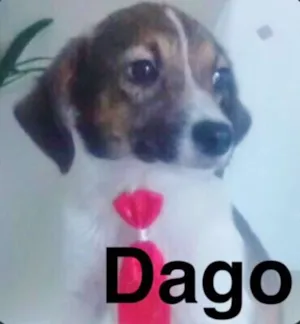 Cachorro raça SRD idade 2 a 6 meses nome DAGO