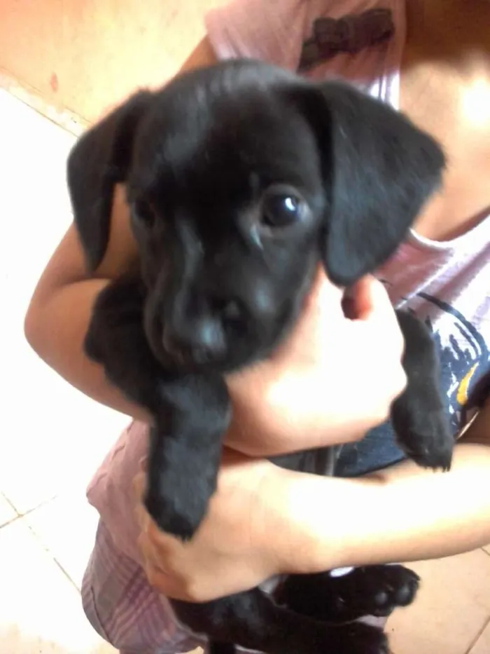 Cachorro raça SRD idade 2 a 6 meses nome Lilica