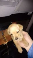Porcha
