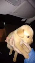 Porcha