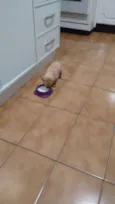 Porcha